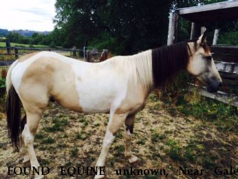 FOUND EQUINE unknown, Near Gales Creek, OR, 97117